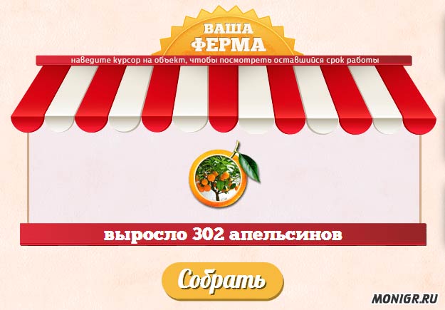 Сбор апельсинов в Orange24