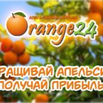 Orange24 - Апельсиновая ферма